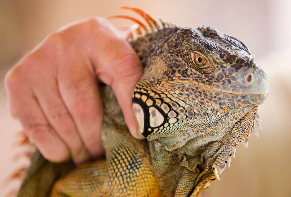 'Stand your ground' defense rejected in Florida iguana killing