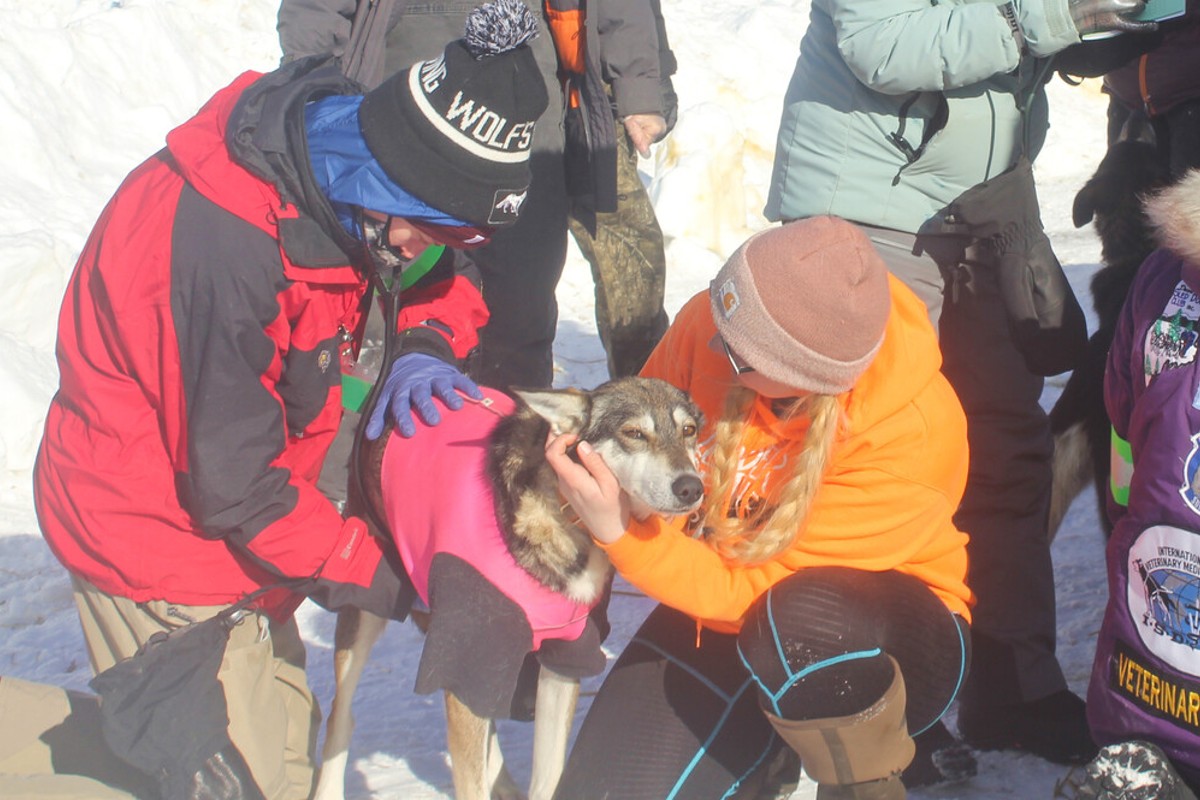 Mushers and dog teams check in at Fort Kent as CanAm sled dog races return