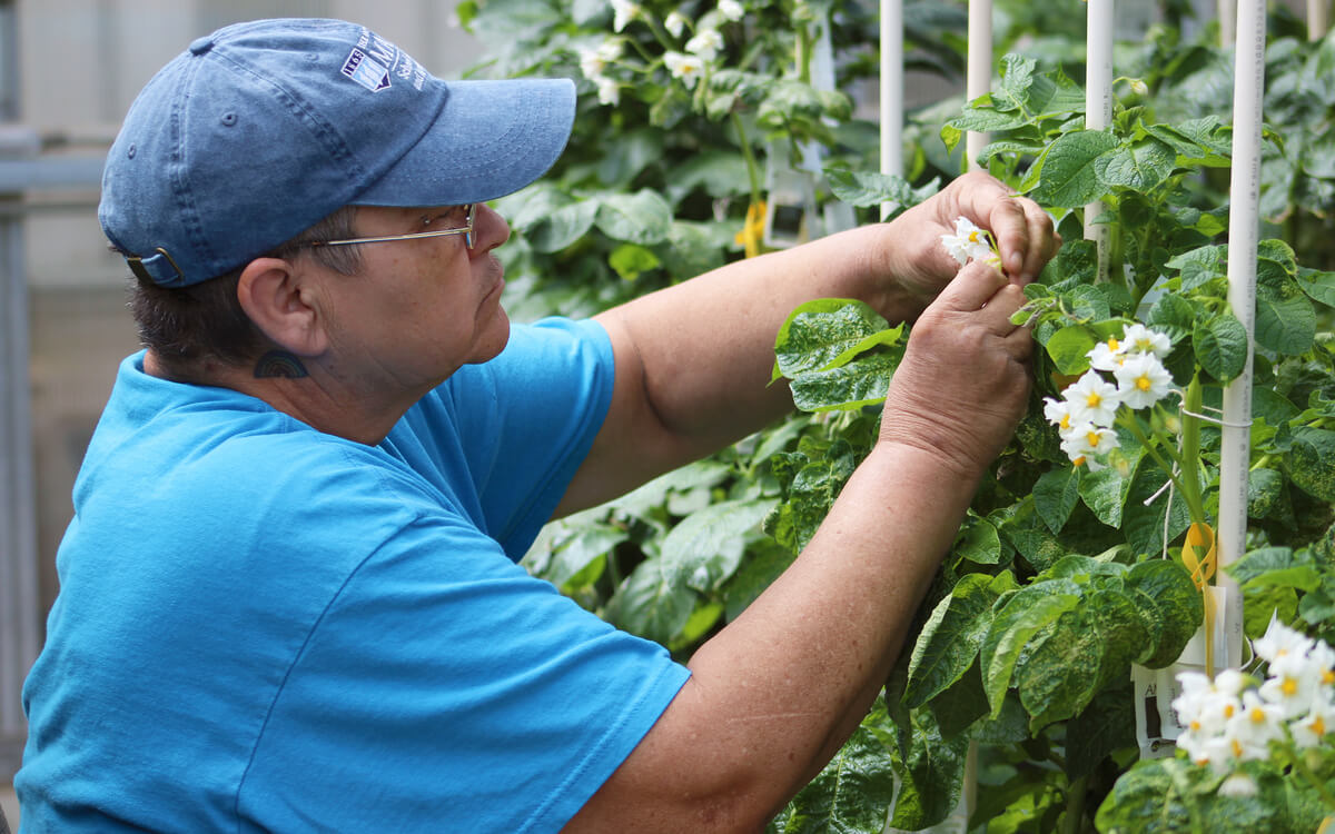 A woman works with white potato blossoms