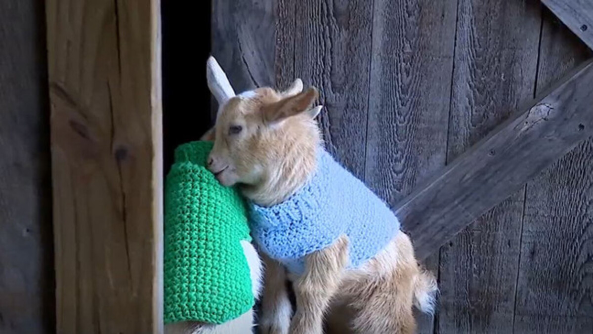 Two baby goats wearing blue and green sweaters nuzzle each other by a barn door.