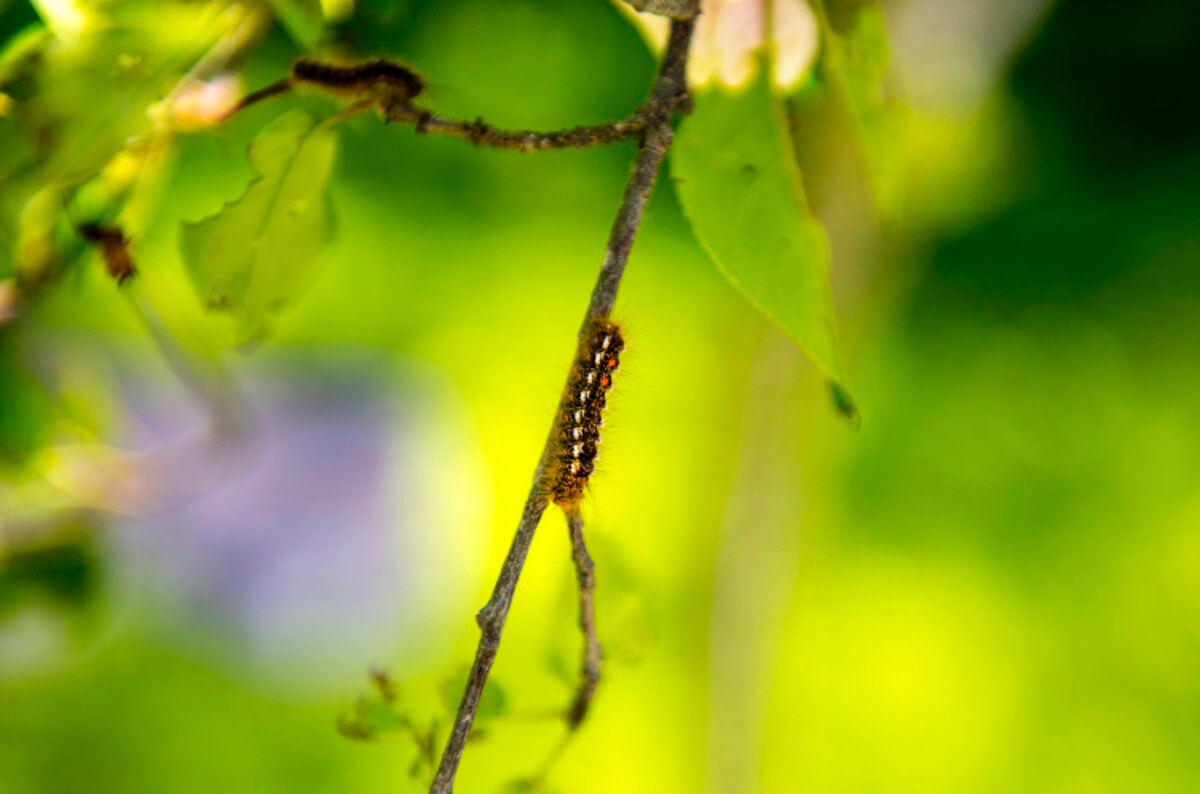 A browntail moth crawls on a branch