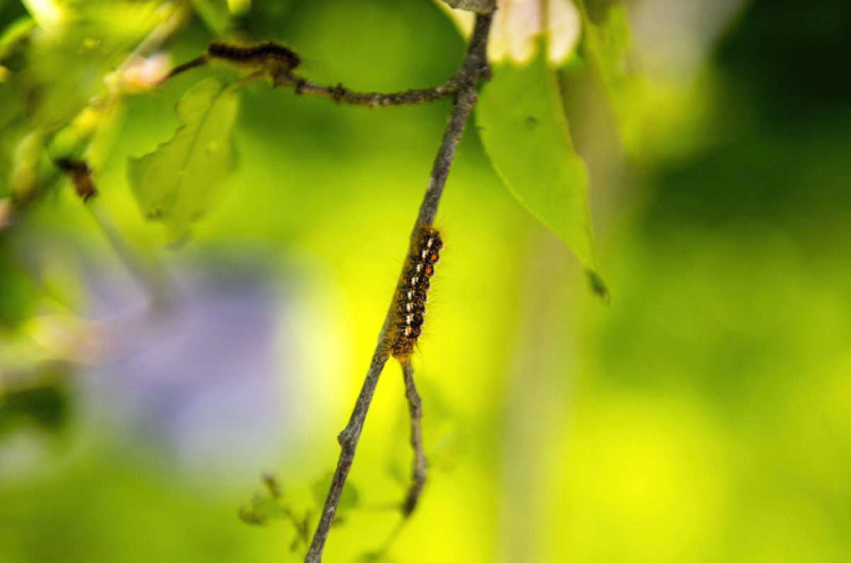 A caterpillar climbs a tree branch.