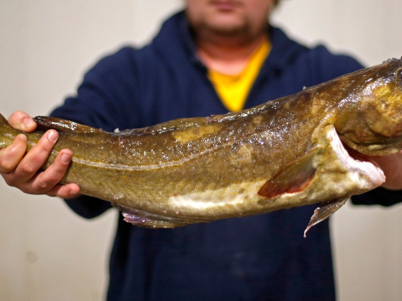 A man holds a cod at the Portland Fish Exchange.