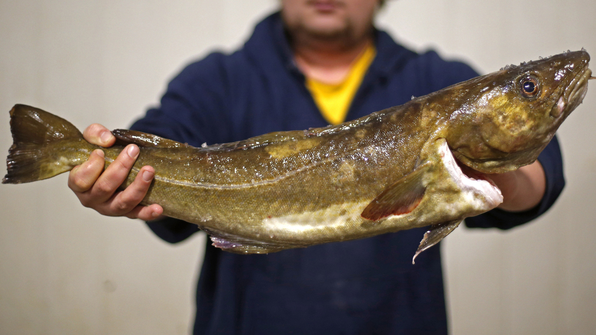 A man holds a cod at the Portland Fish Exchange.