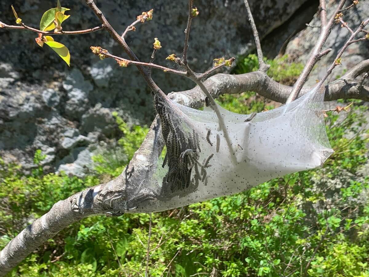 Caterpillars are wrapped in their web on a tree.