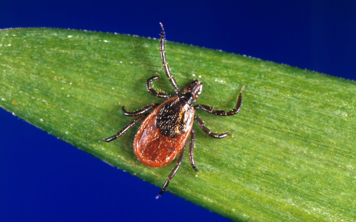 A tick sits on a leaf
