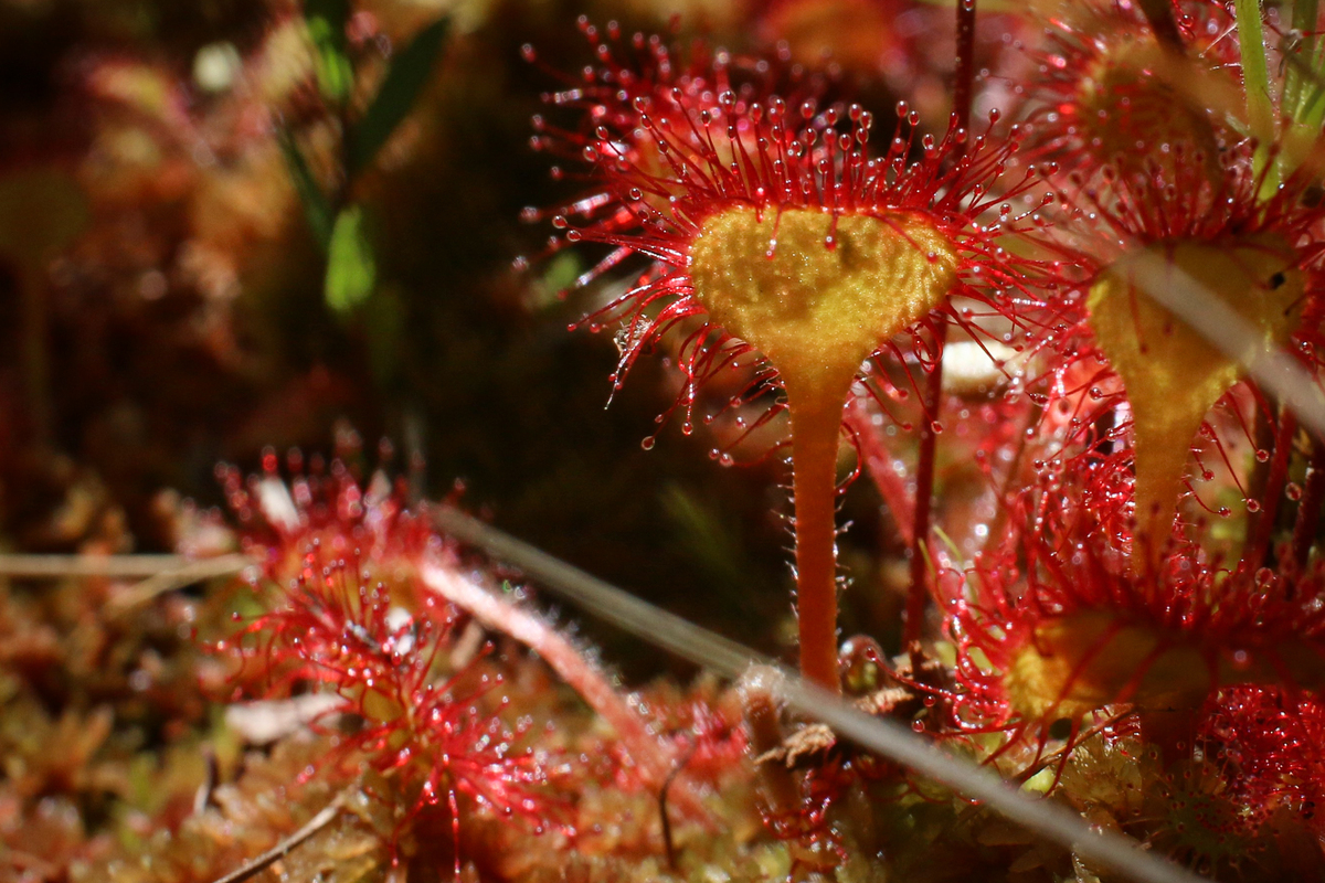 棘.PLANTS G5X-mJmB-2-1024x768.jpeg