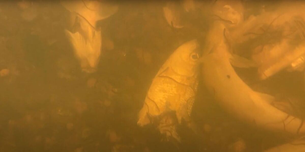 The Downeast Salmon Federation released videos Wednesday showing dead alewives downstream of the Union River dam in Ellsworth.