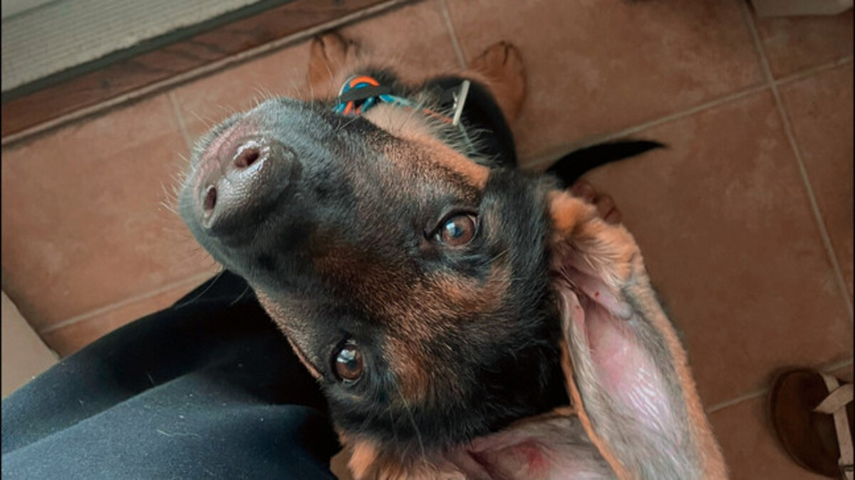 Jaxx the puppy was surrendered to a clinic over a $10,000 bill. His human came up with the money and wants him back.