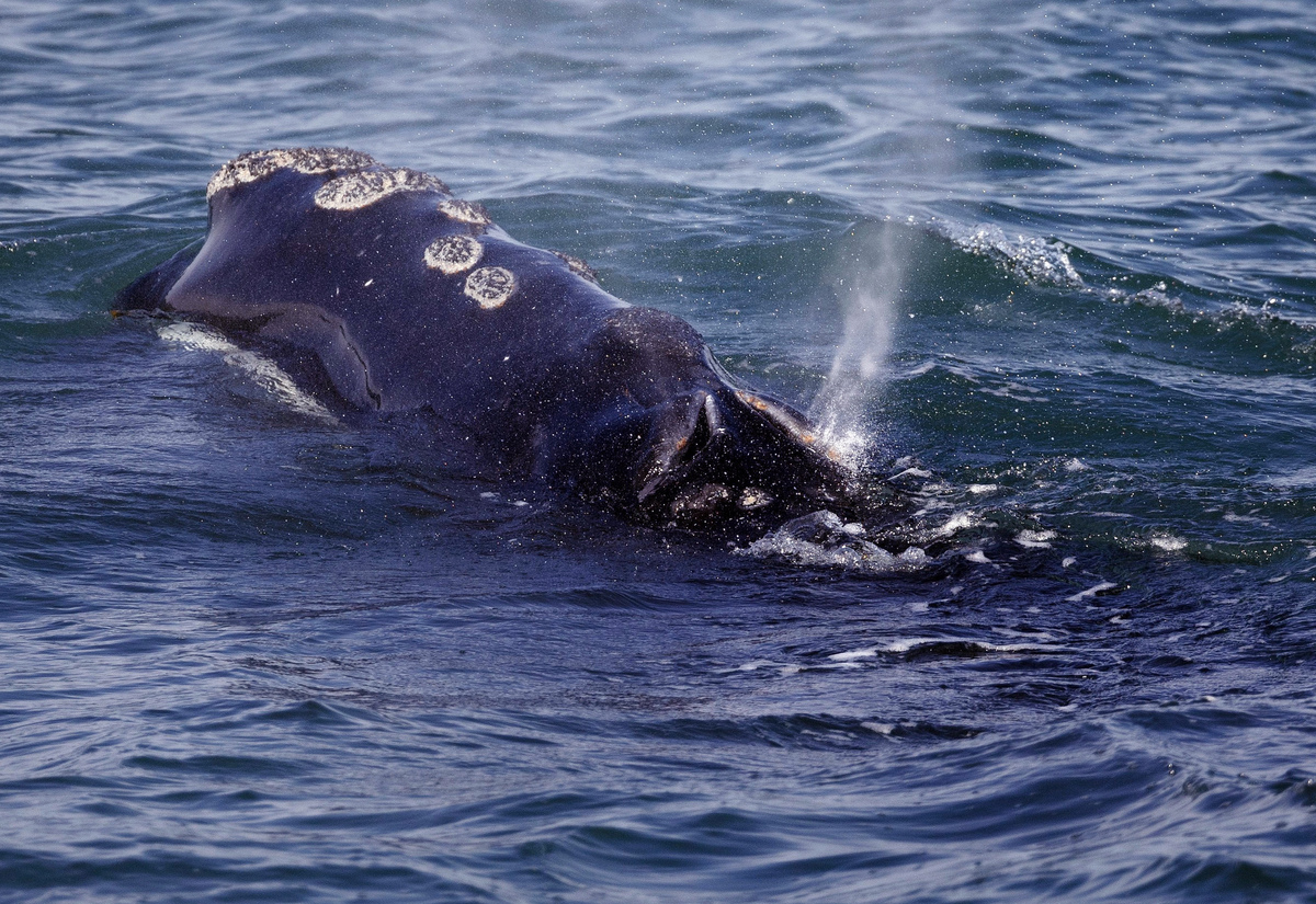 New regulations aim to reduce fatal ship strikes on right whales.