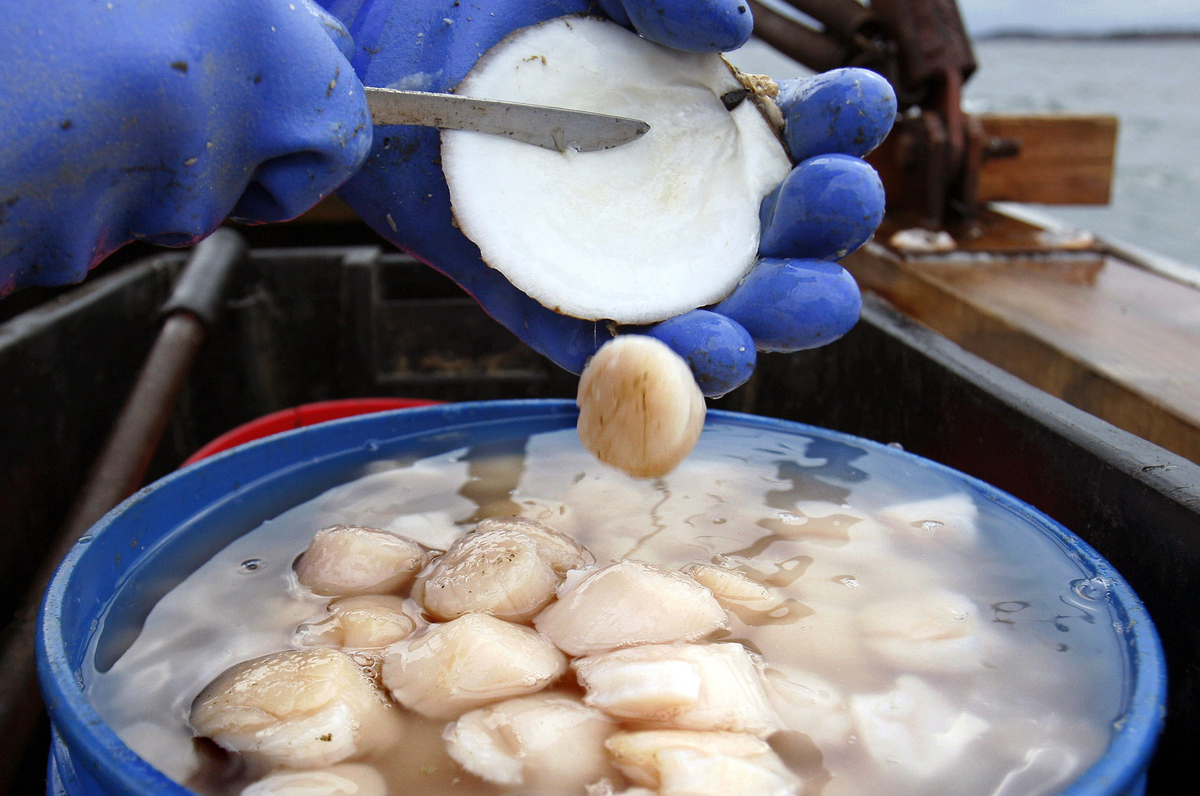The scallop harvest is set to decline again this year even as prices reach new heights.