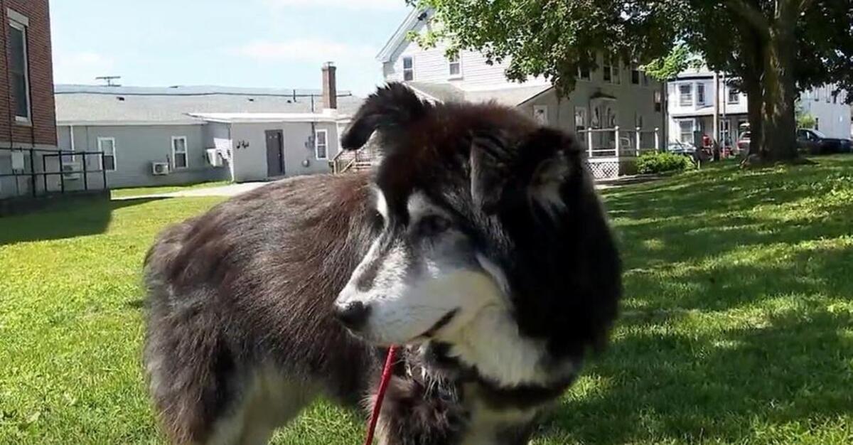 A petition to keep off-leash hours from being rolled back at a popular beach has failed.