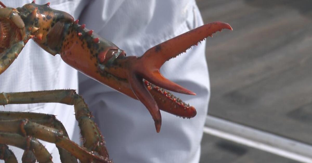 Fisherman catches rare 3clawed Maine lobster