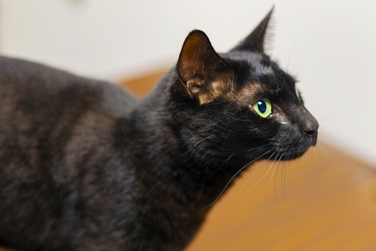 This cat was on the run three weeks inside Boston's Logan International Airport.