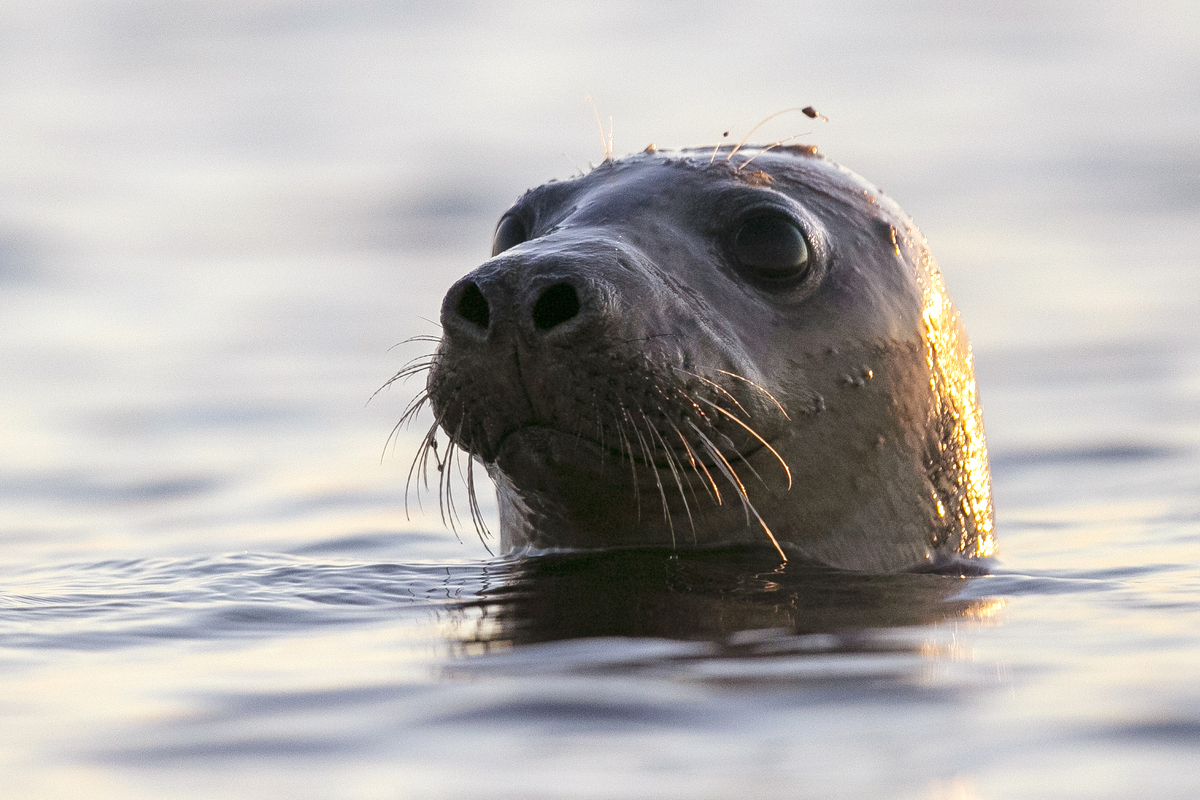 The feds suspect that the death of seals off Maine is linked to the bird flu.