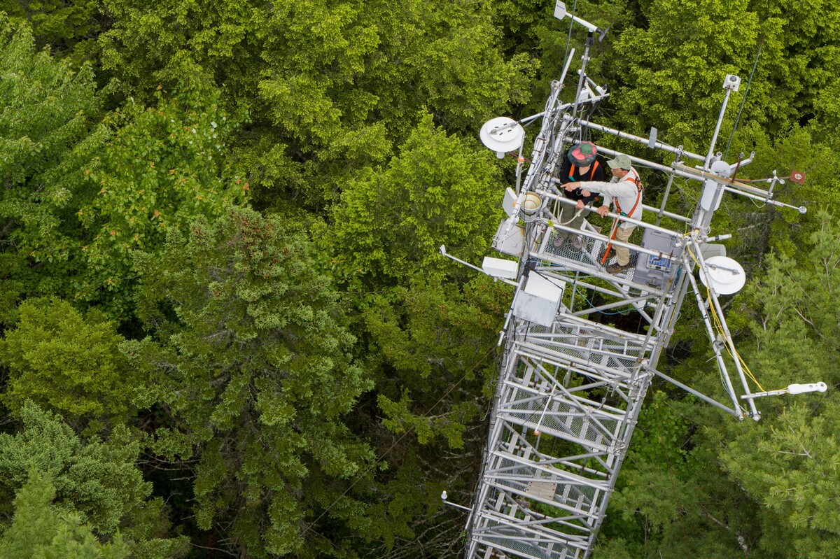 A Howland forest is helping scientists understand trees' role in soaking up atmospheric carbon.