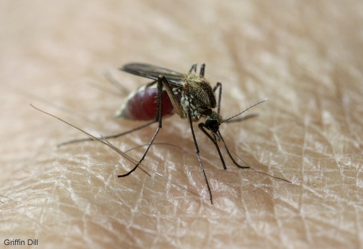 The West Nile virus has been detected for the first time this summer in Massachusetts.