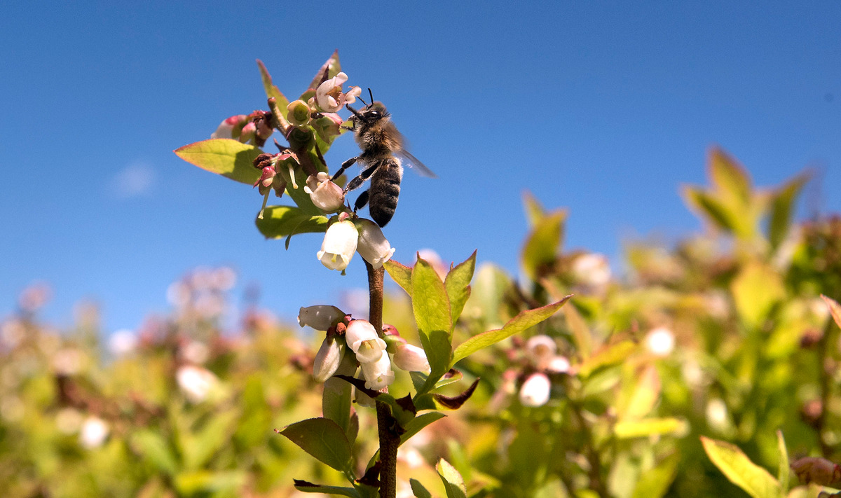 The drought is claiming another victim: bees.