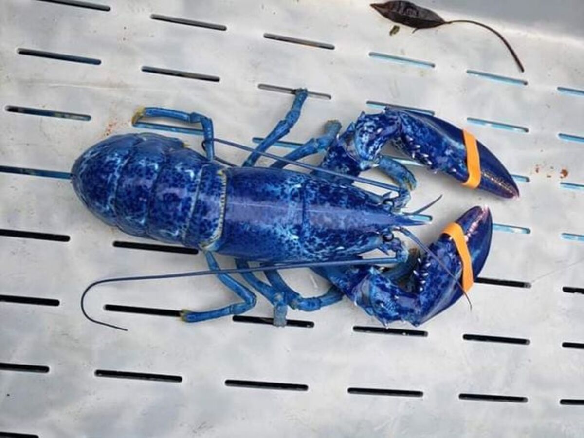 A blue lobster.