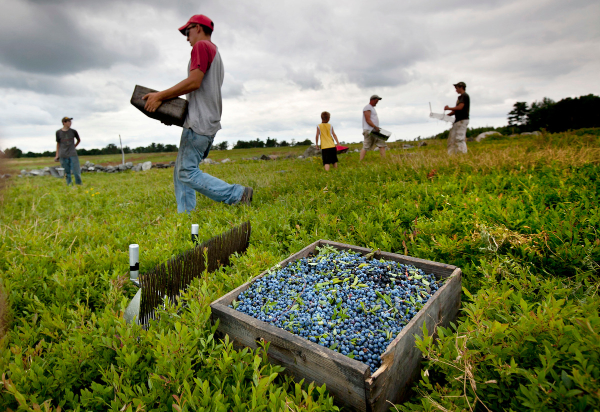 Wild blueberries on the Blue Hill Peninsula have been devastated by the drought.