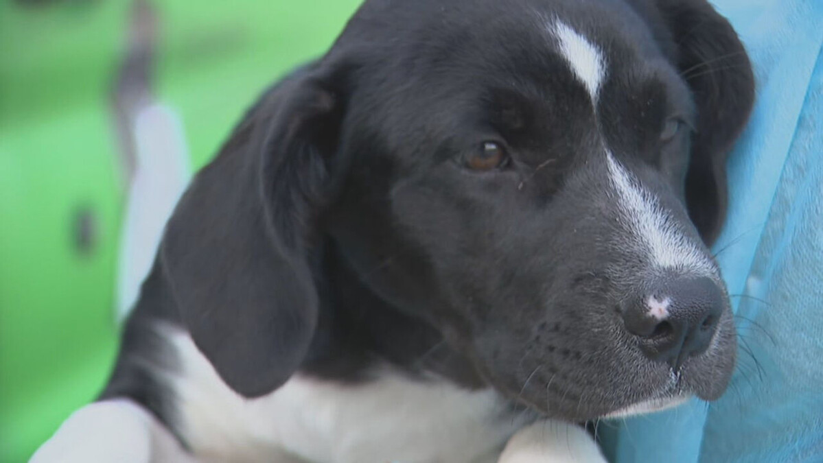 13 dogs rescued from kill shelters arrive in Maine