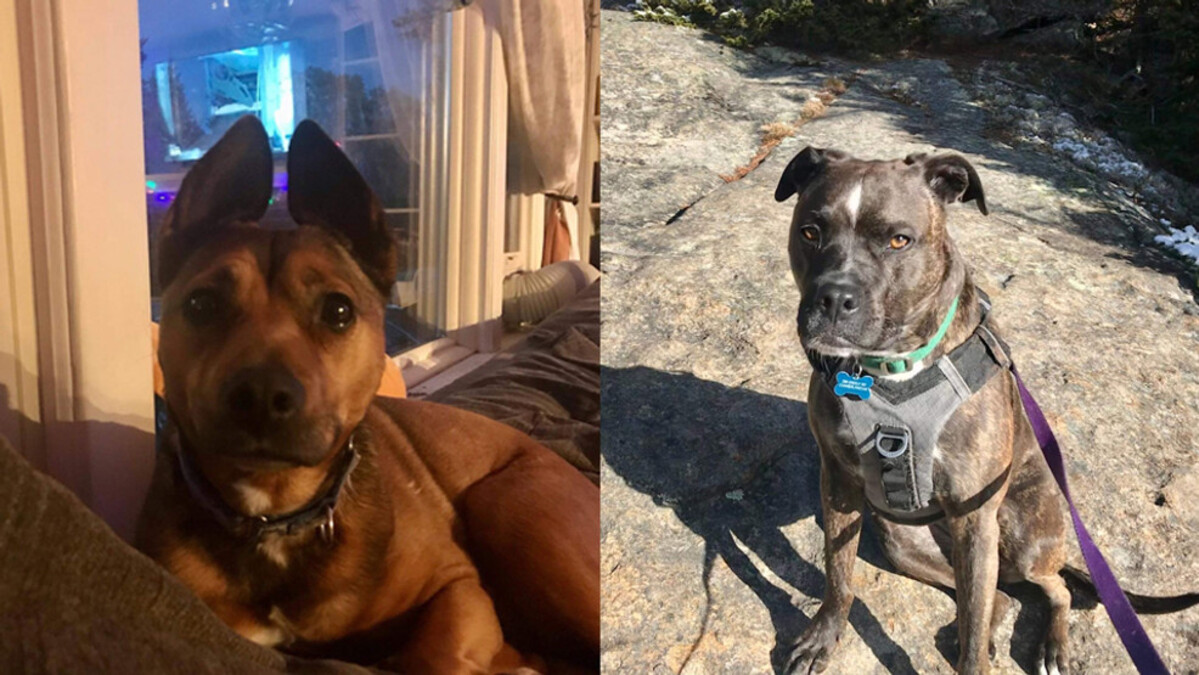 Two dogs have died after suspected exposure to toxic algae.