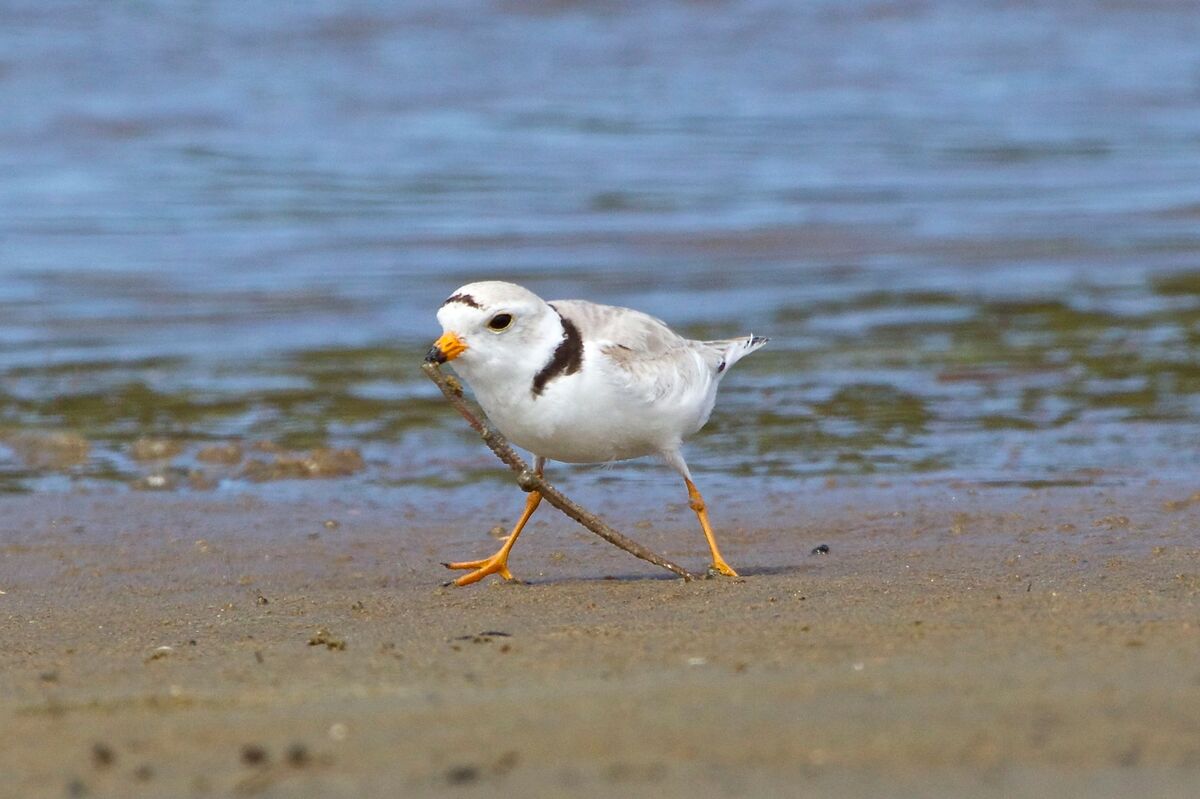 A piping plover.