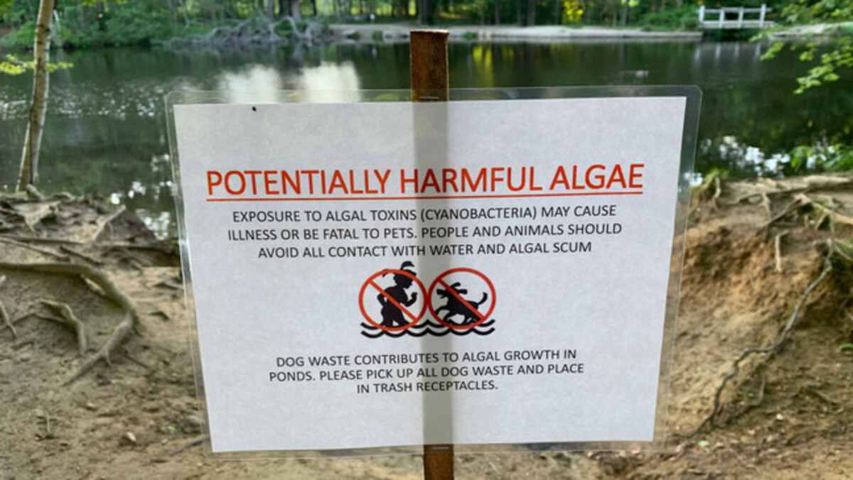 Toxic blue-green algae may have begun to bloom in Cumberland.