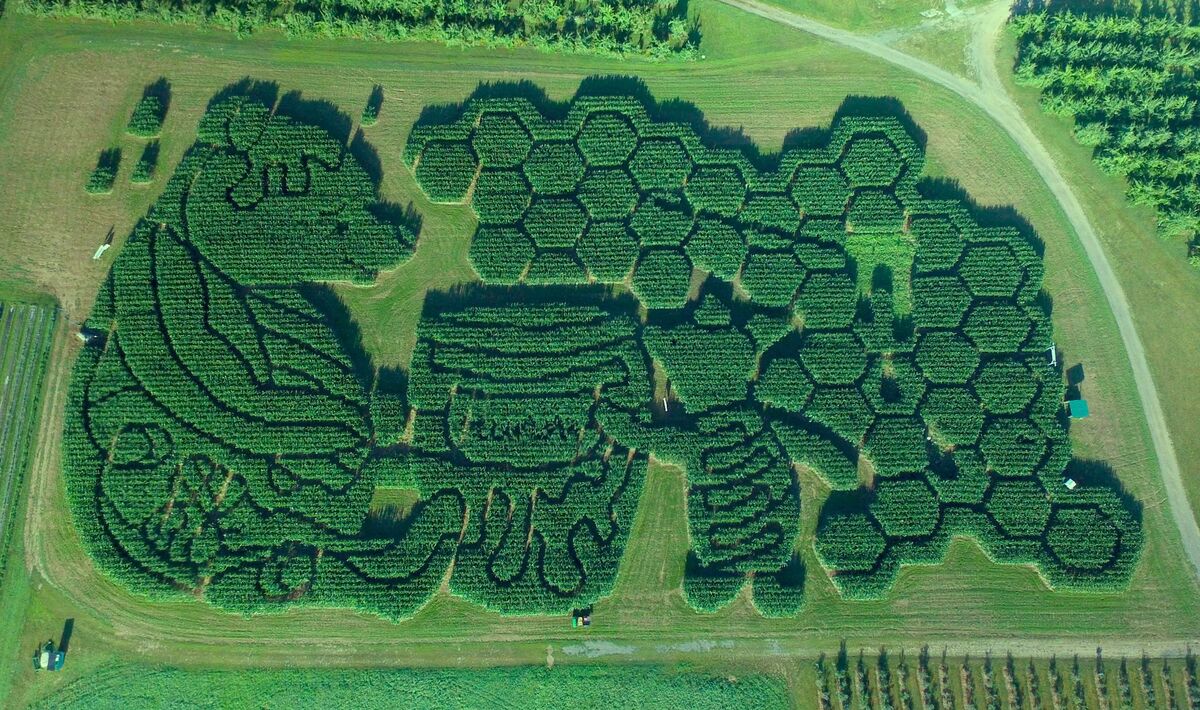 Treworgy Family Orchards won the top spot in a nationwide contest with its Pooh Bear corn maze.