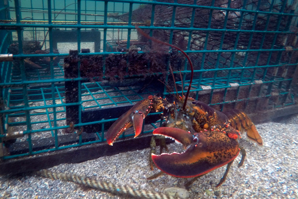 New assessment finds lobster more climate friendly than chicken, beef