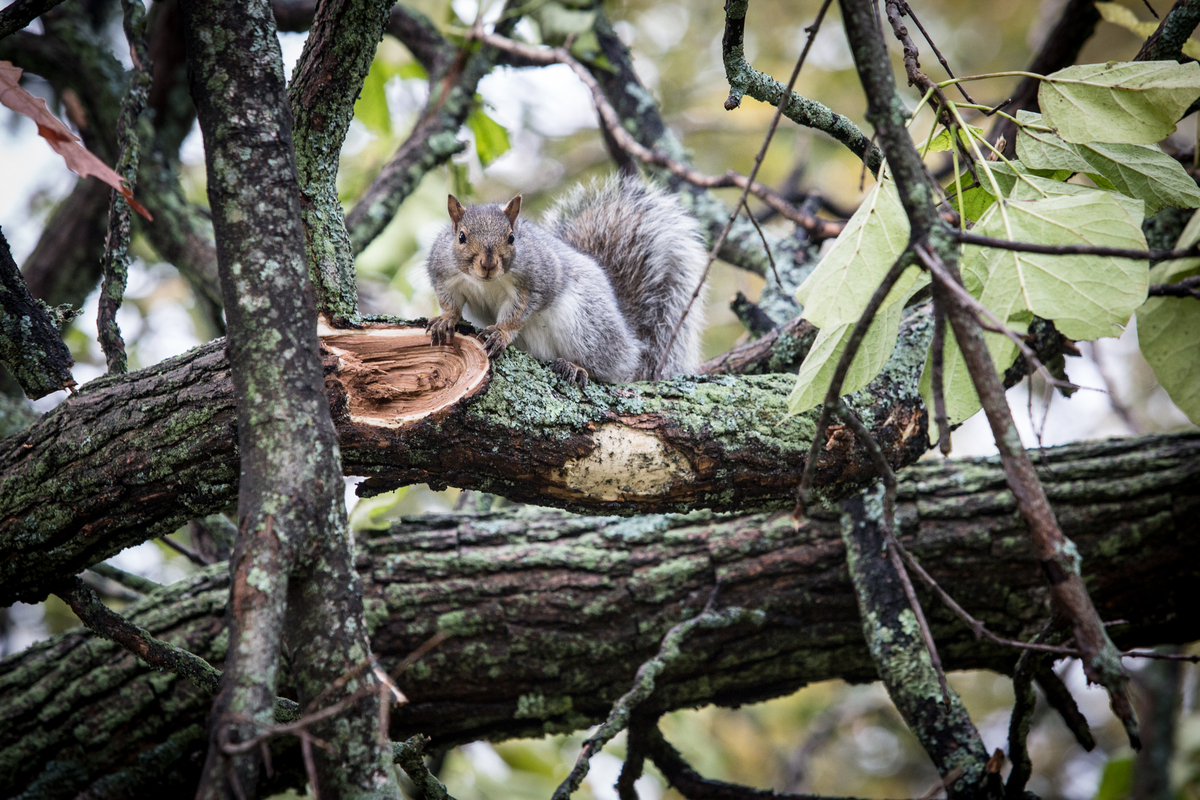 A squirrel left more than 3,500 without power in Brewer on Thursday morning.