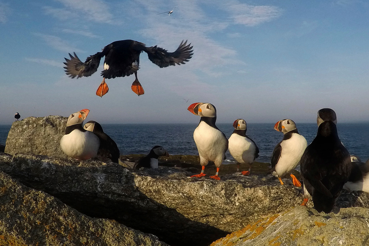 Puffins and other seabirds have rebounded from a particularly bad 2021.