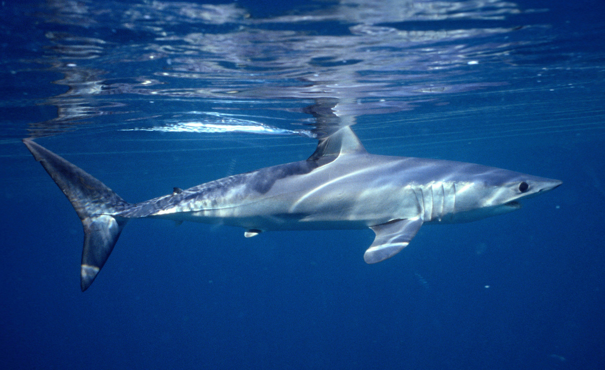 A mako shark.