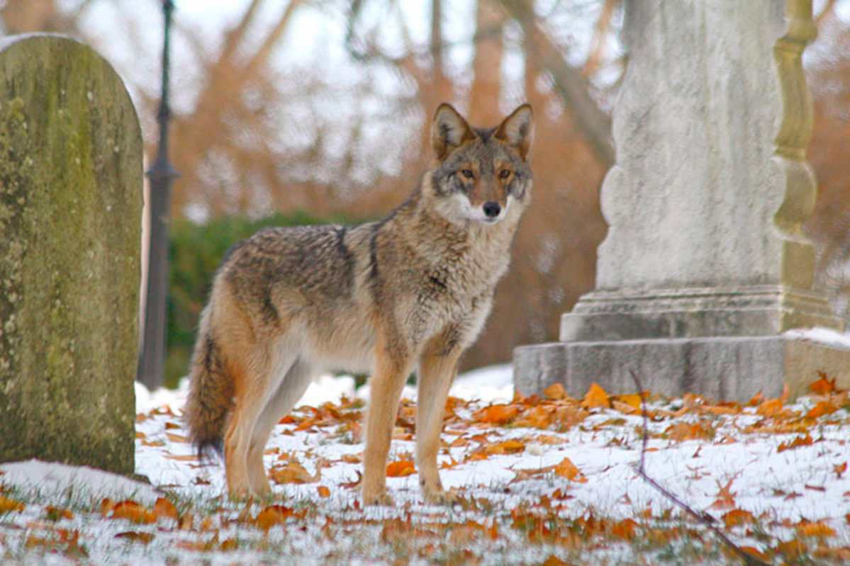 Pack of coyotes surrounds dog walker in Massachusetts