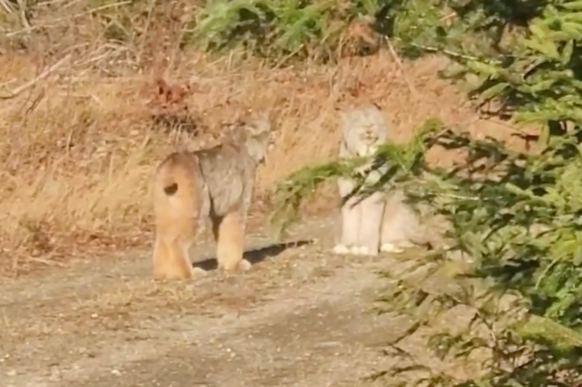 The two Canada lynx were too preoccupied with their standoff to notice the mesmerized humans.