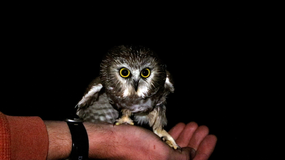 Northern saw-whet owls — the tiniest in eastern North America — have few rivals when it comes to cuteness.