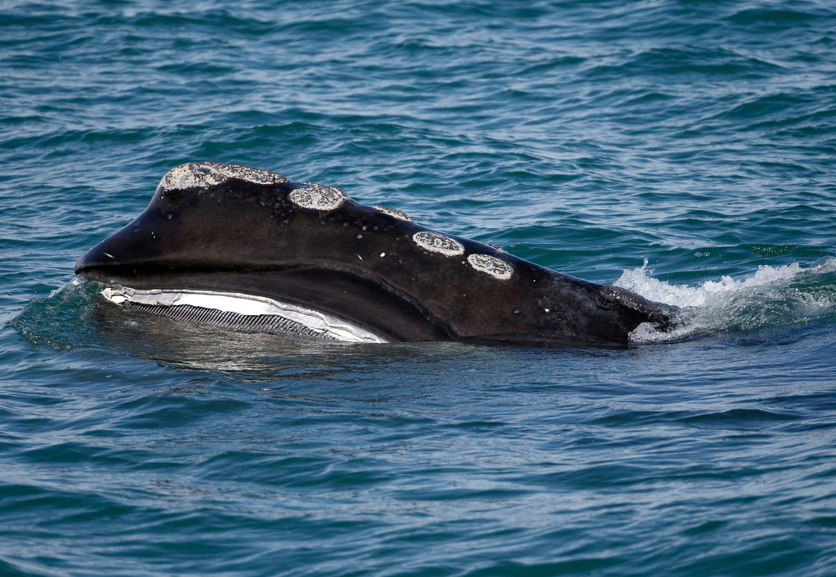 Scientists warn right whales still face existential threats and are losing breeding females too fast.