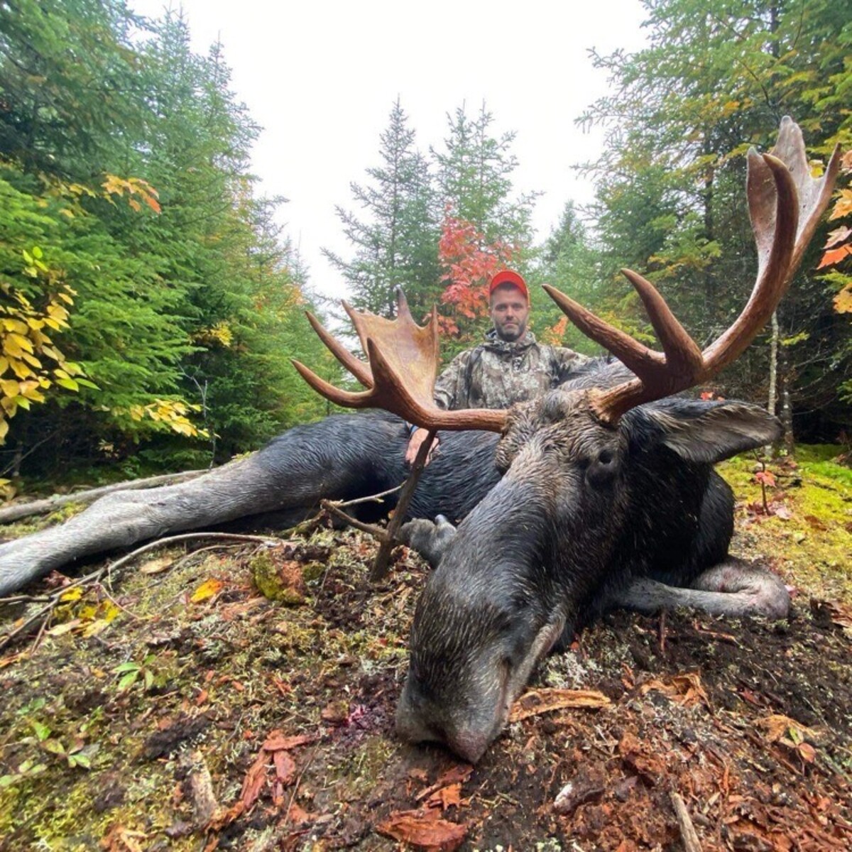 Ian Sawyer decided to butcher his moose in the field.