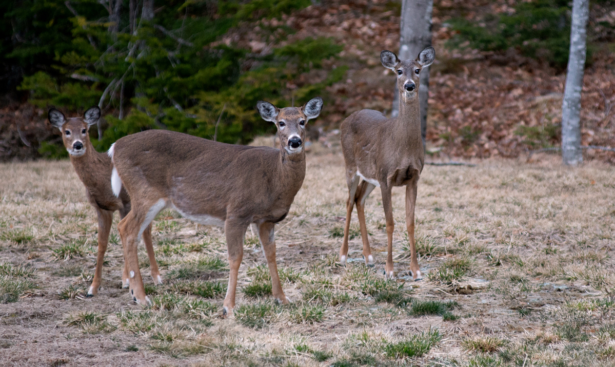 DFI&W is still waiting on further testing to determine the severity of "forever chemical" contamination in the deer herd there.