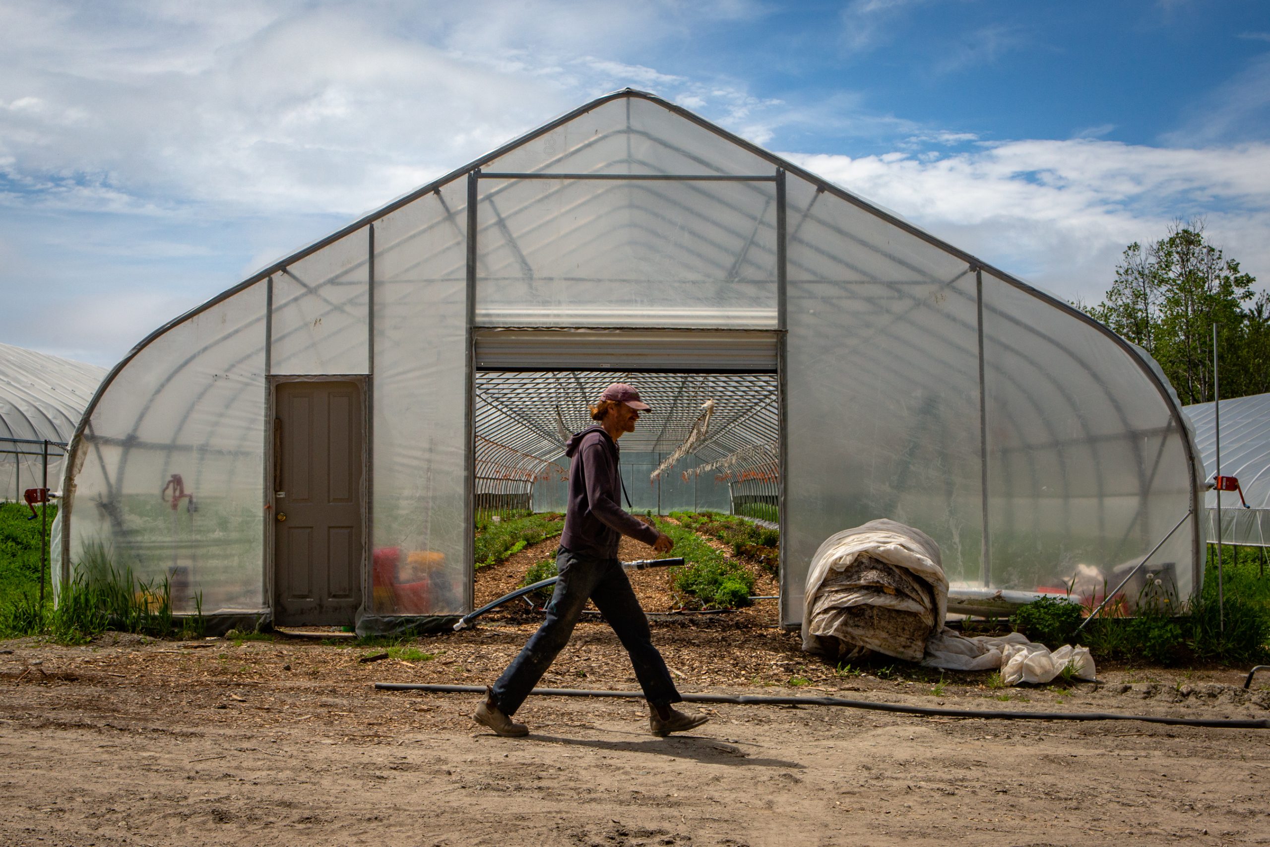 One Maine farm lost 8,000 pounds of carrots because there weren't enough workers to get them out of the ground.
