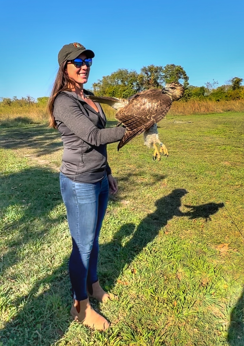 The Cape May Raptor Banding Project monitors migrating hawks and other raptors, investigating their movements and causes of death.