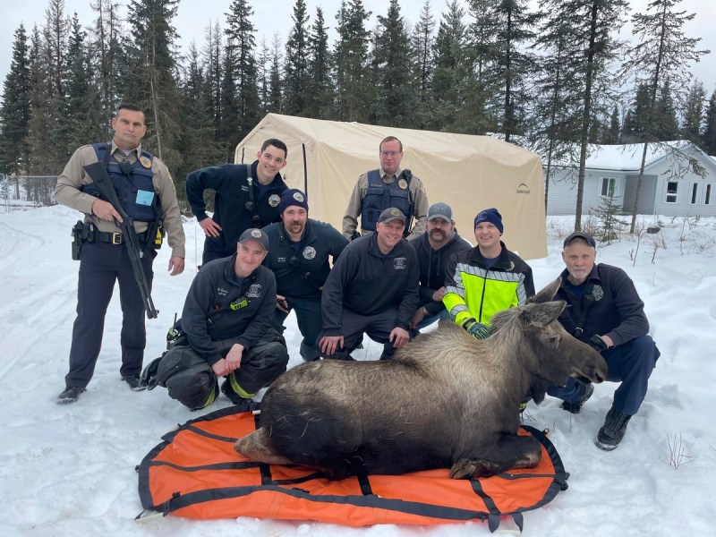 The year-old Alaska moose fell into a window well, broke through the window and became trapped in the basement.