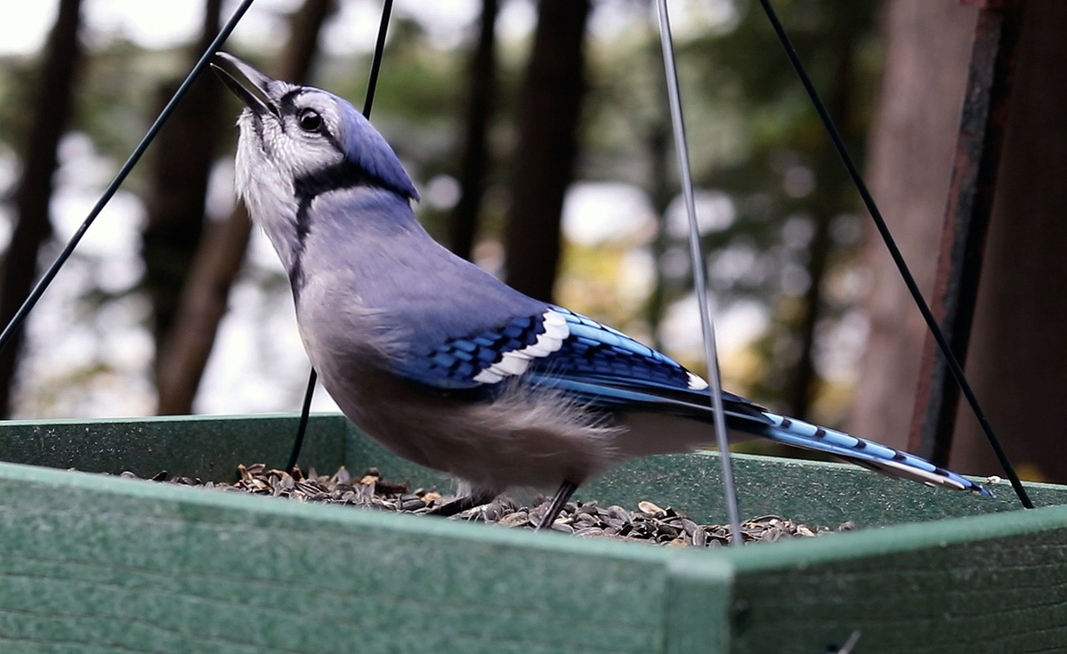 Autumn is the season to rake leaves, tidy the garage and clean the bird feeders. The first two chores can wait, but the last can’t.