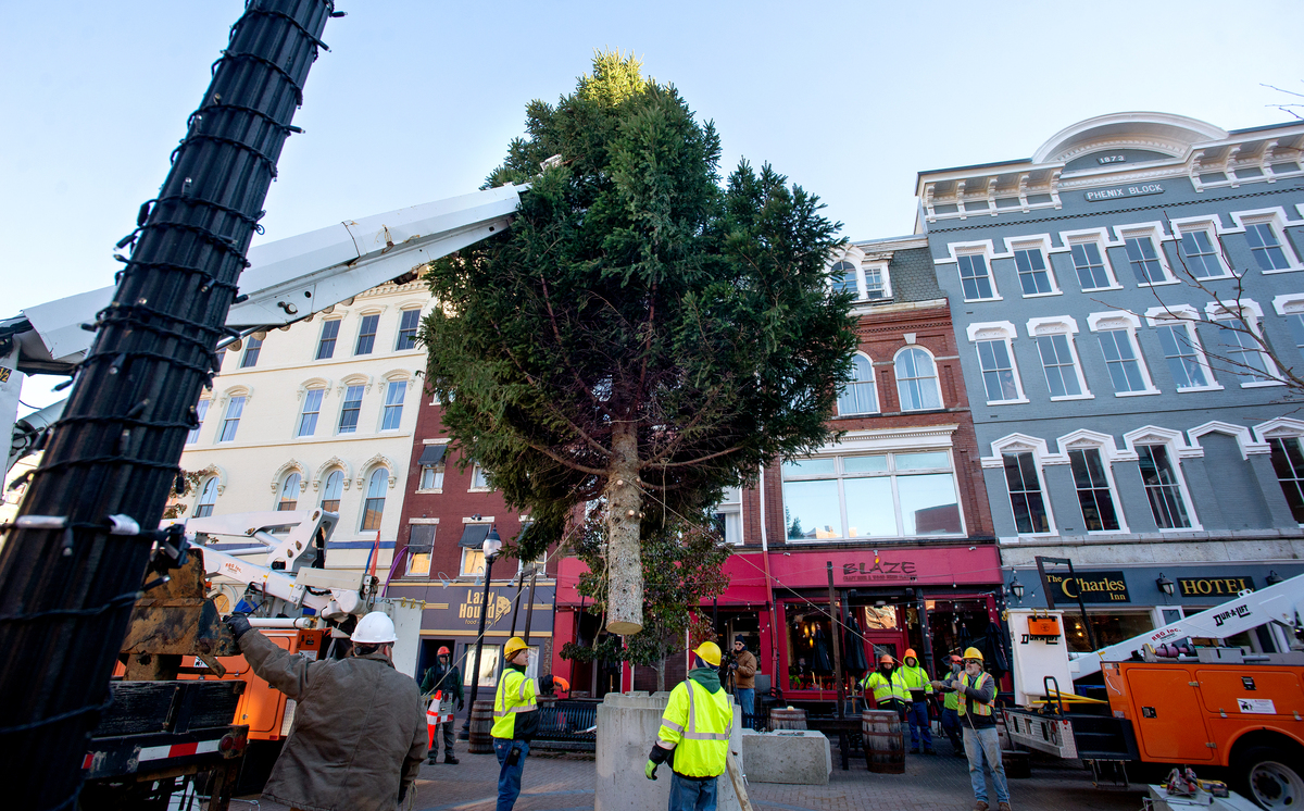 The 42-foot holiday tree adorned with lights will stand in West Market Square through the holidays.