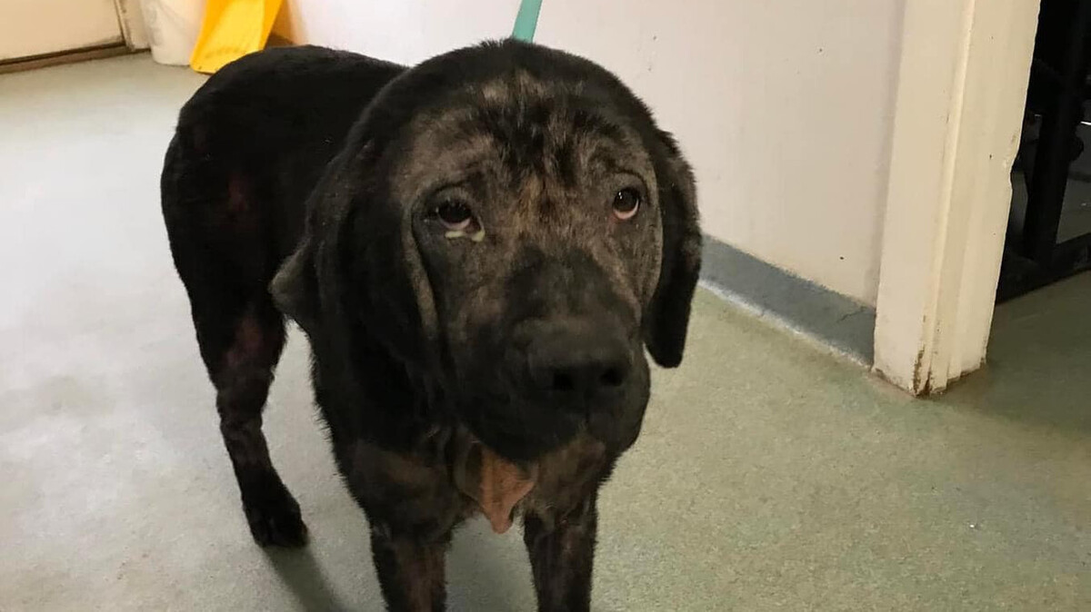 The man who dropped off the dog had facial hair and was driving a white Mitsubishi SUV.