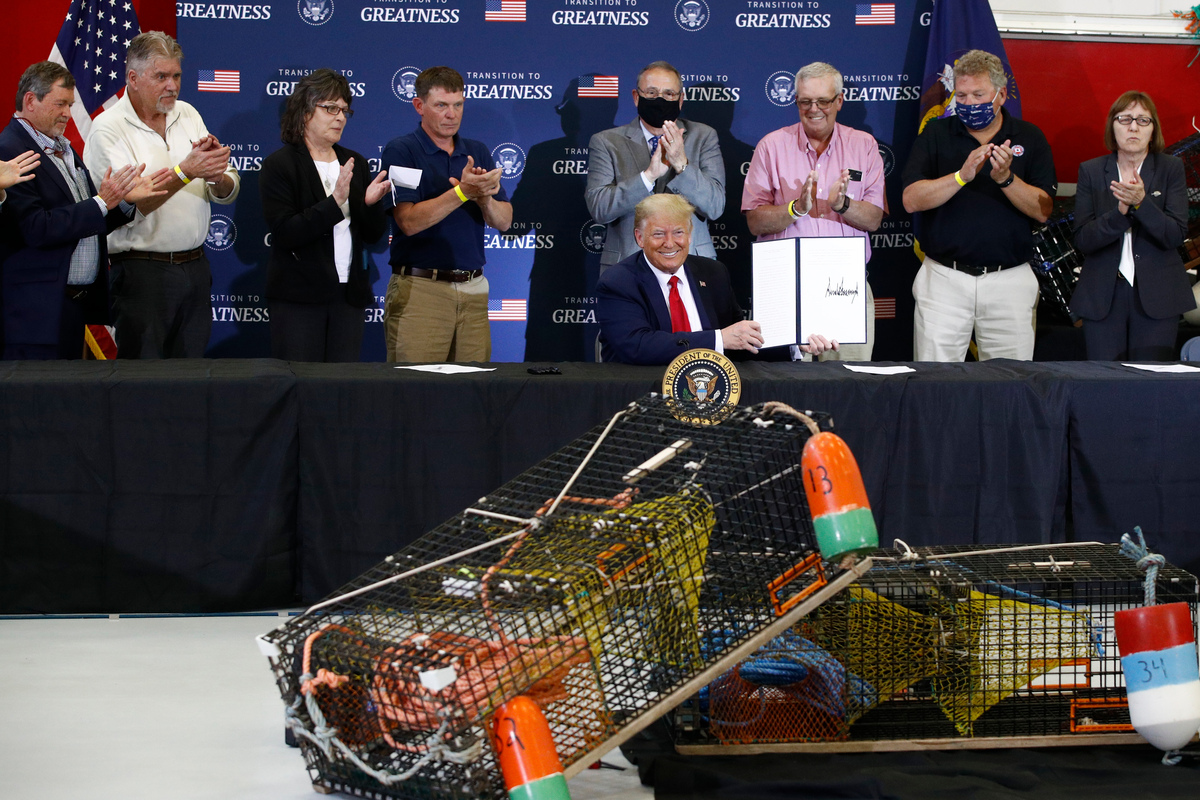 Both Donald Trump and Joe Biden have advanced restrictions on lobster gear to protect the endangered right whales.