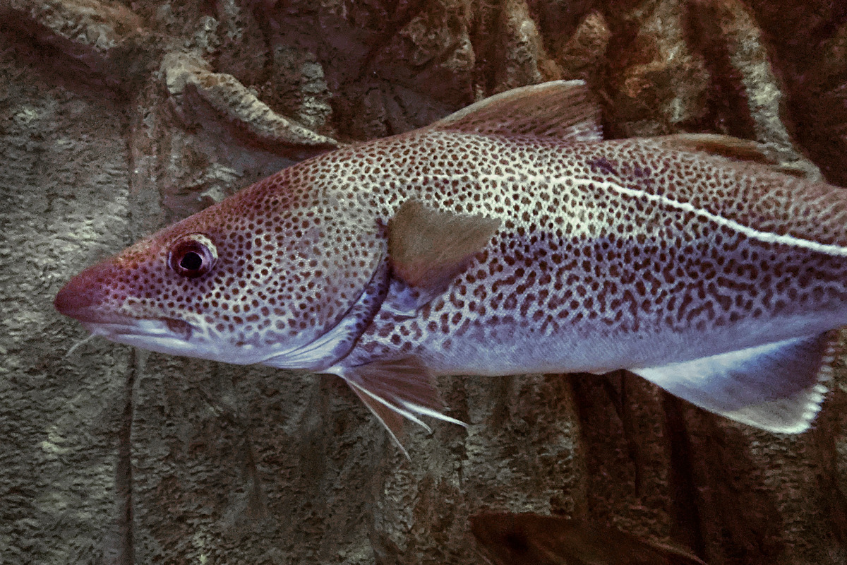 Some fishermen, however, are unconvinced cod are ever coming back.