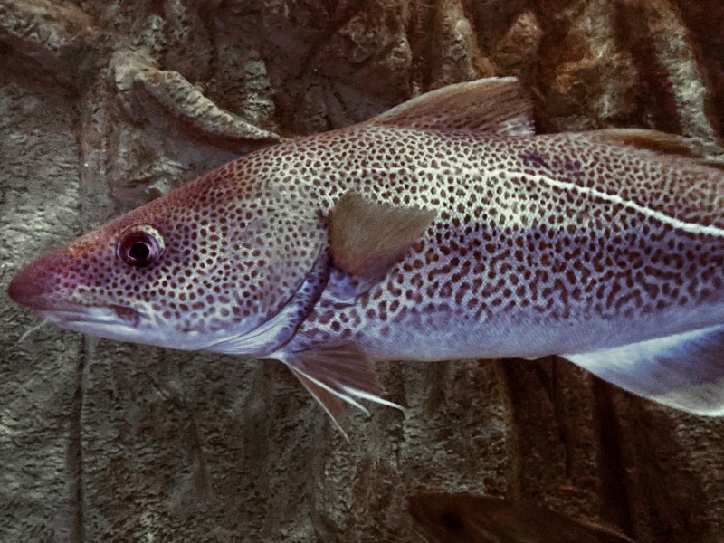 Some fishermen, however, are unconvinced cod are ever coming back.