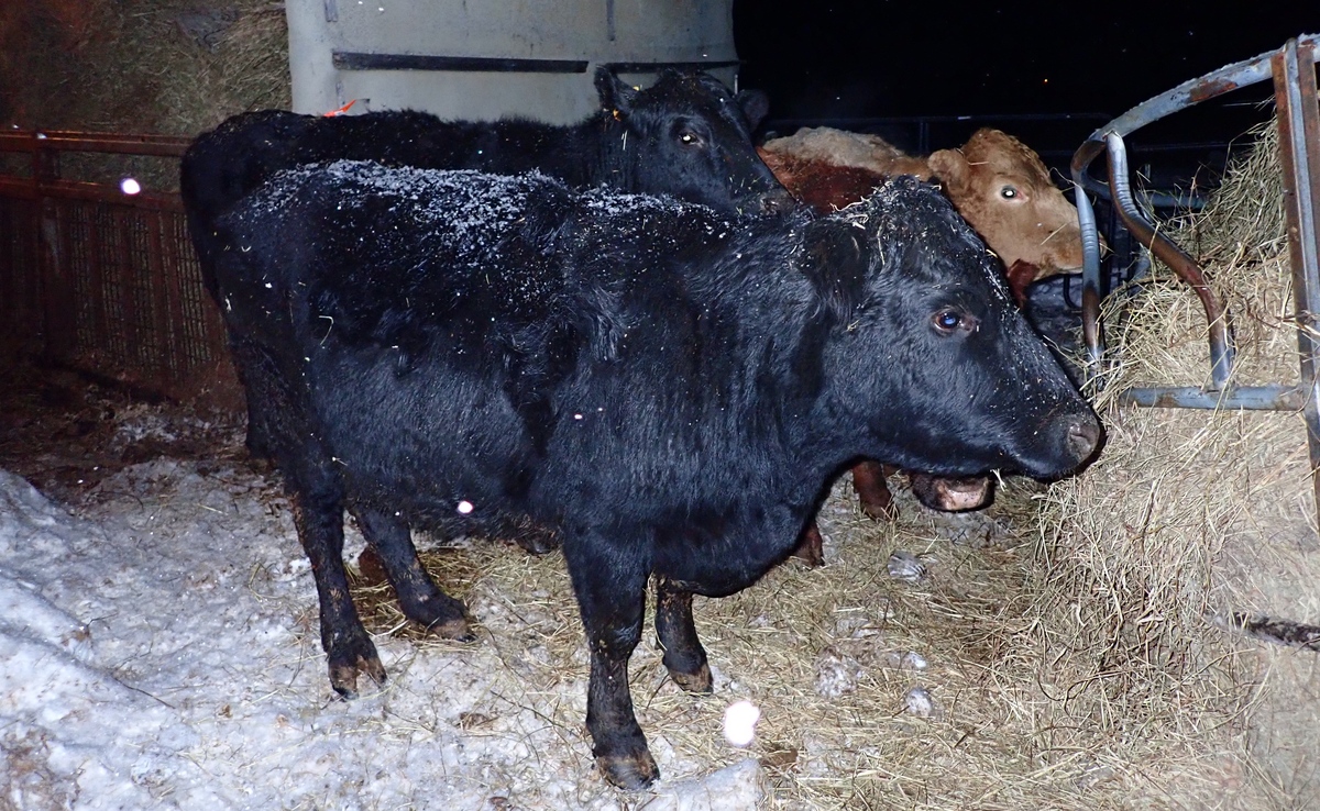 Knowing the signs of hypothermia and frostbite in your animals can alert you as to when you should intervene.