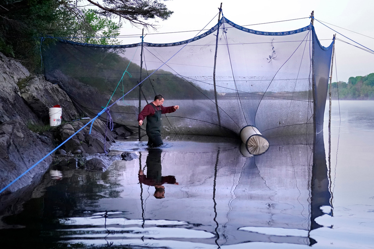 Consuming just one serving of freshwater fish a year is equal to drinking PFAS-laced water for a month.